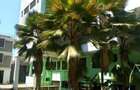 10 Bed House with Garden at Nyali - 4