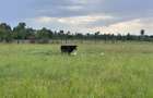 Land in Nanyuki - 4