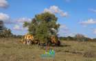 Commercial Land at Sajiloni - 3