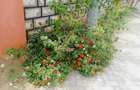 3 Bed Apartment with En Suite in Nyali Area - 17