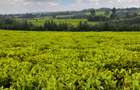 0.5 ac Land at Riara Ridge Tigoni - 4