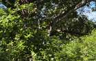 Land at Mtwpa Creek Aloo Drive - 4
