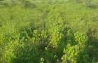 Residential Land at Kag University - 2