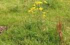 5 ac Land in Thika - 2