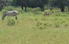 Commercial Land in Naivasha - 2