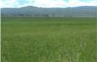 13.3 ac Land at Mbaruk Road Nakuru - 1