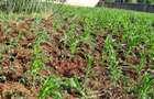0.5 ac Land at Kinanda Close - 6