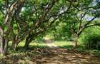 167.5 ac Land at Vipingo - 17