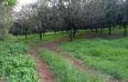 0.125 ac Residential Land at Juja Gatundu Road - 20