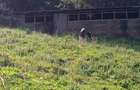 36 ac Land in Kikuyu Town - 7