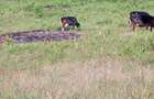 36 ac Land in Kikuyu Town - 2