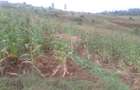 64,000 ft² Land at Kiambu Riabai - 5