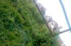 1.25 ac Land in Lavington - 4