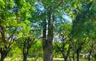 Land in Shanzu - 8