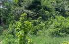 2,023 m² Land at Diani Beach - 14