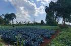 Land at Tigoni - 3