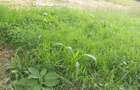 Residential Land at Kerarapon Road - 3