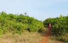 Land in Diani - 14