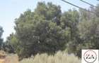 5 ac Land in Kitisuru - 2
