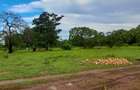 Land in Vipingo - 10