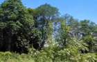 Land at Vipingo - 2