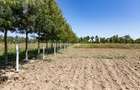 0.125 ac Residential Land in Nanyuki - 4