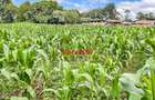 7.5 ac Land in Kikuyu Town - 13