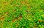 1,000 m² Residential Land at Oaklands Estate - 4