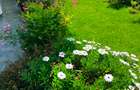 4 Bed Townhouse with En Suite in Kitisuru - 2