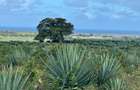 4,046.86 m² Land in Vipingo - 8