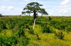 506 m² Land at Mavueni - Mariakani Bypass - 14