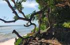 Land at Kuruwitu Beach Vipingo - 17