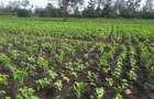 0.125 ac Residential Land in Ongata Rongai - 2