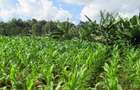 Land at Off Kiambu Rd - 3