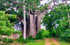 Land in Vipingo - 19