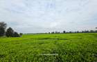 995 ac Land in Tigoni - 3