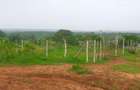 Land in Kilifi County - 18