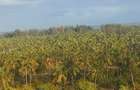 0.05 ha Land at Gede Palms Estate - 2