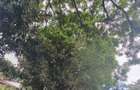 Residential Land at Paradise Lost/Mhasibu - 4