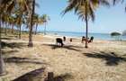 25 ac Land at Kikambala Beach - 6