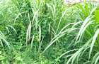 5,400 ft² Commercial Land in Kinoo - 4