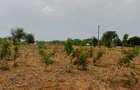 Land in Kilifi - 16