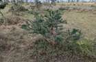 0.115 ac Land in Nanyuki - 3