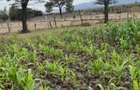 0.113 ac Residential Land in Ongata Rongai - 4