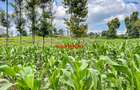 7.5 ac Land in Kikuyu Town - 10