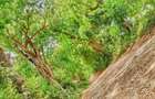 Land in Vipingo - 14