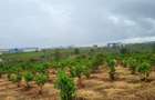 35 ac Land in Tatu City - 1