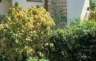 4 Bed House with En Suite in Gigiri - 5