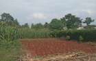 0.5 ac Residential Land in Tigoni - 1