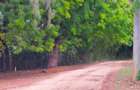 Land in Vipingo - 13